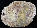 Triassic Petrified Wood Slab - Chinle Formation, Nevada #21914-1